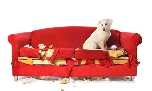 Behaviour Services