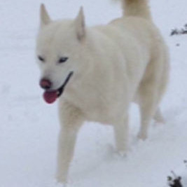 Clever trained dogs