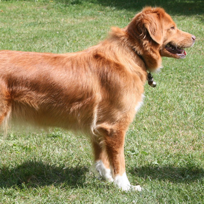 Clever trained dogs