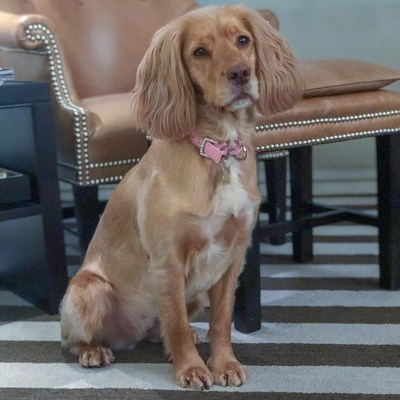 Clever trained dogs