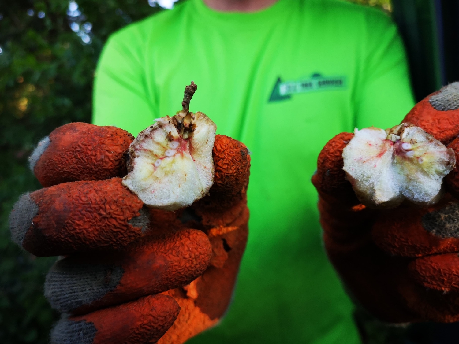 Oak Apple Gall Wasp