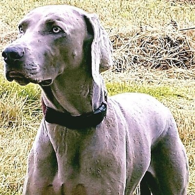 Clever trained dogs