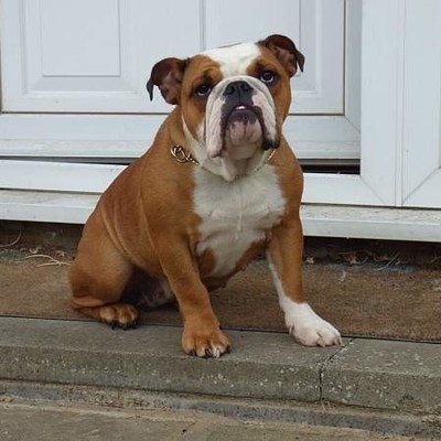 Clever trained dogs