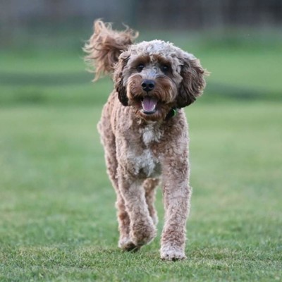 Clever trained dogs