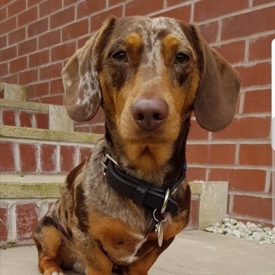 Clever trained dogs