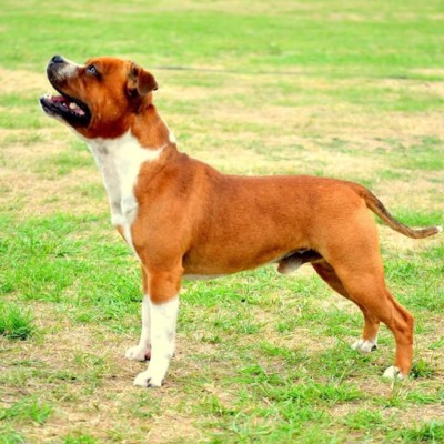 Clever trained dogs