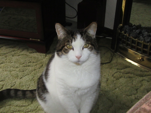 Ziggy