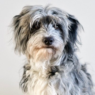 Clever trained dogs