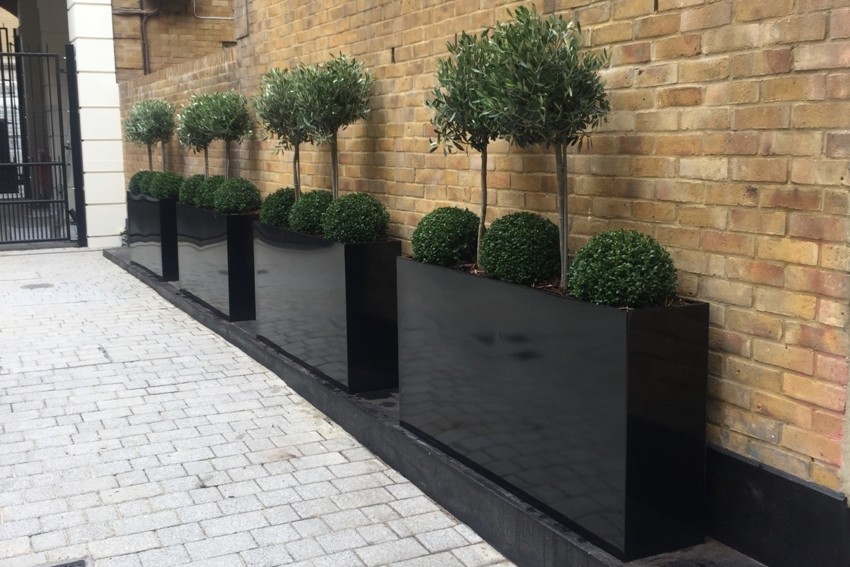 External Plants