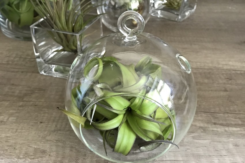 Interior Plant Displays