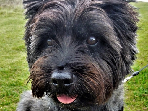 Bobby