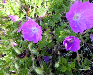 Geranium: Pelargonium or Cranesbill?