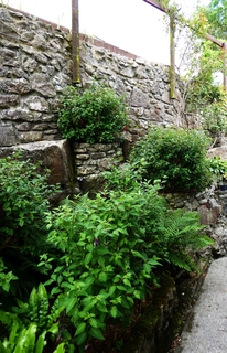 Ferns, Fuchsias and avoiding Falls