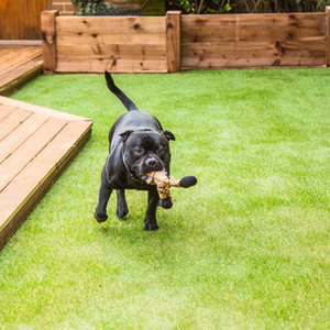 Artificial Grass to Use for Pets