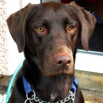 Clever trained dogs