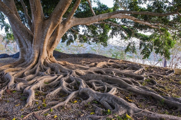 How deep do tree roots grow?