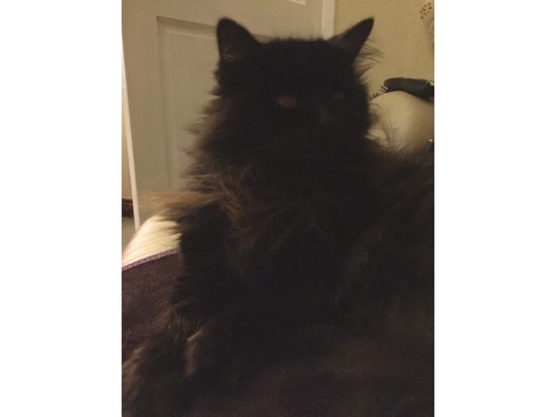 Pippa