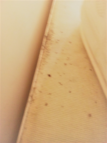 Bedbugs