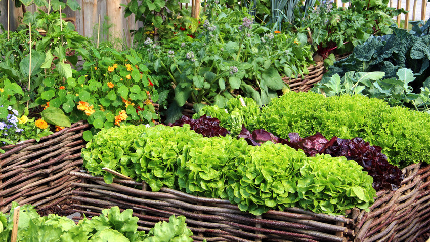 Kitchen gardens & greenhouses