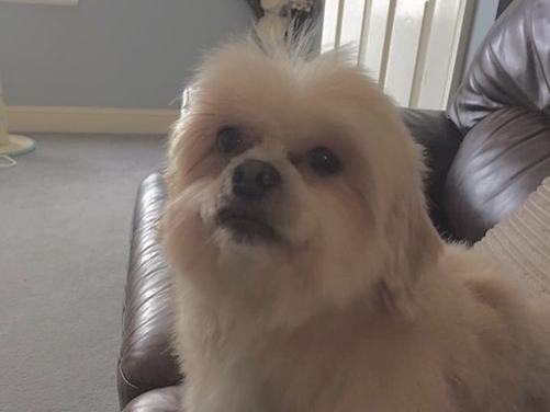 Millie Moo