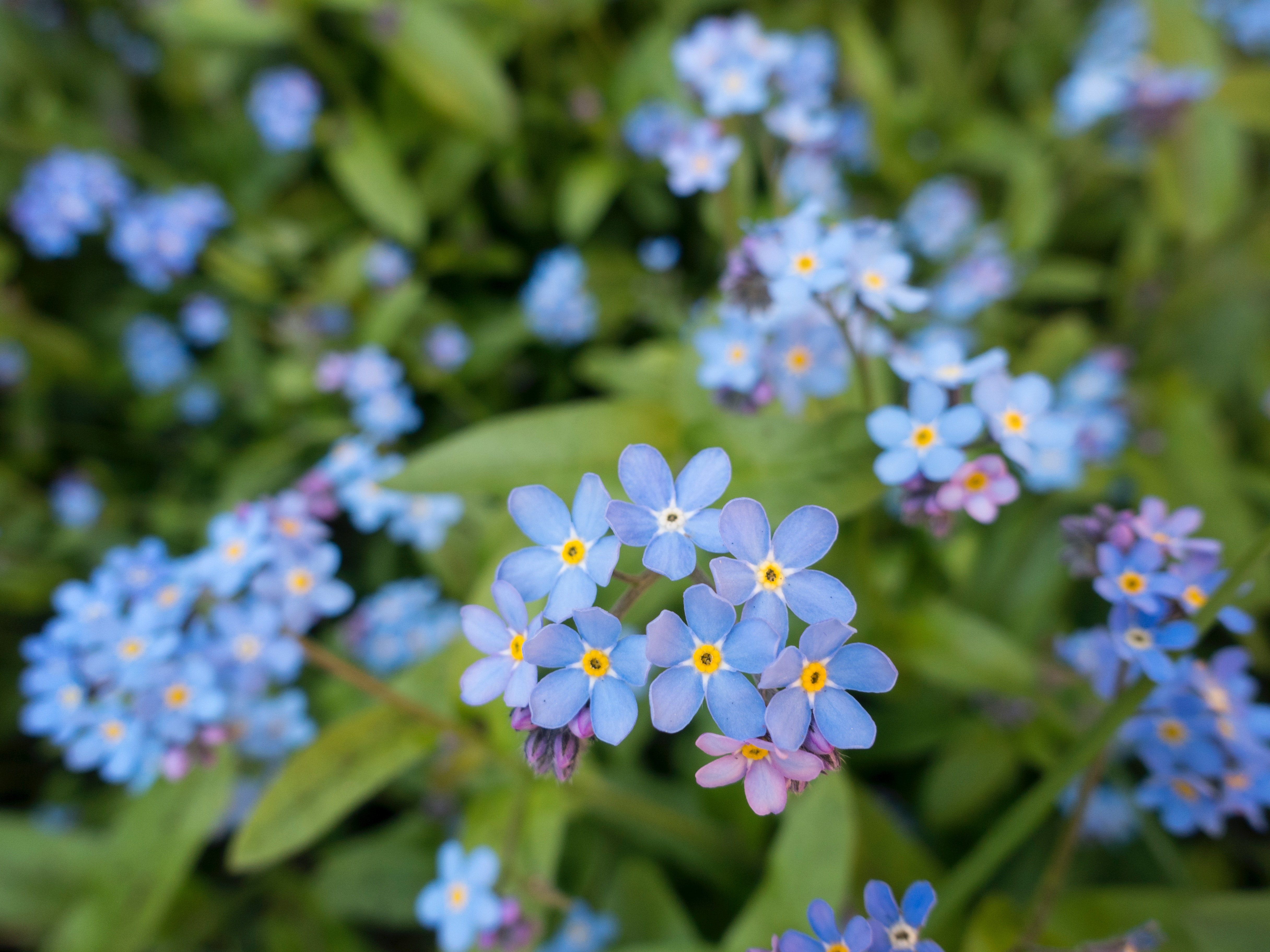 Blue Myosotis