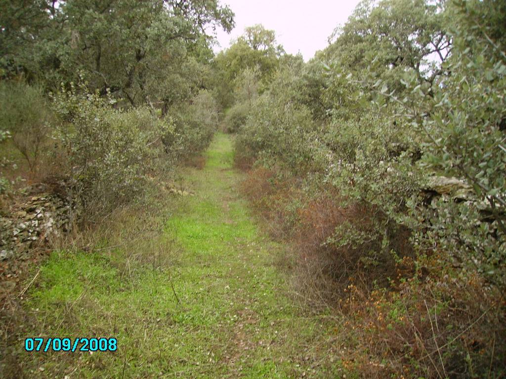 En la Sierra de Aracena. Camino al Cerromolinos (2)
