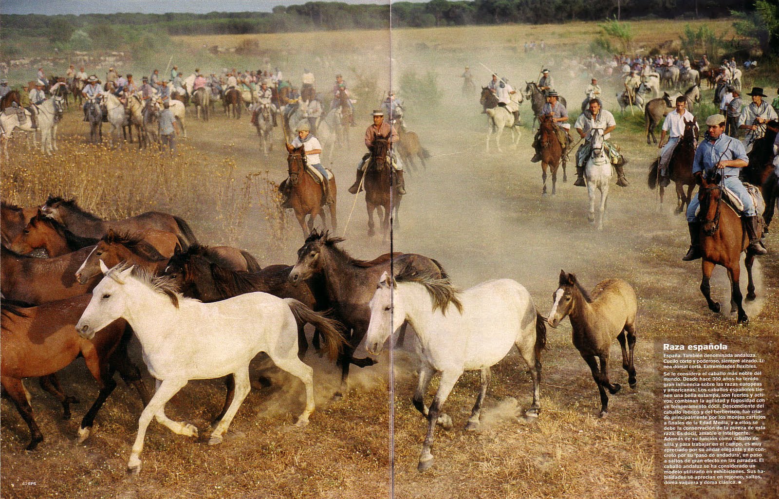 Caballos de raza española
