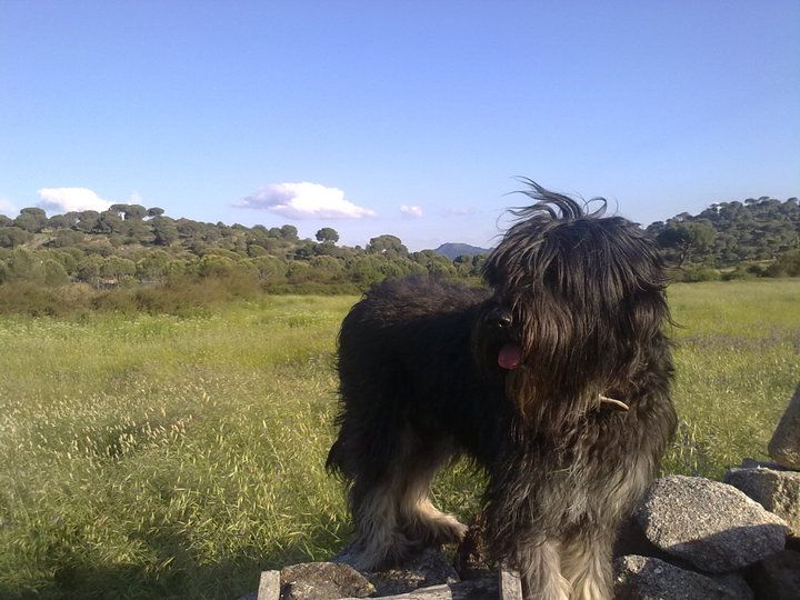 Sora en la atalaya