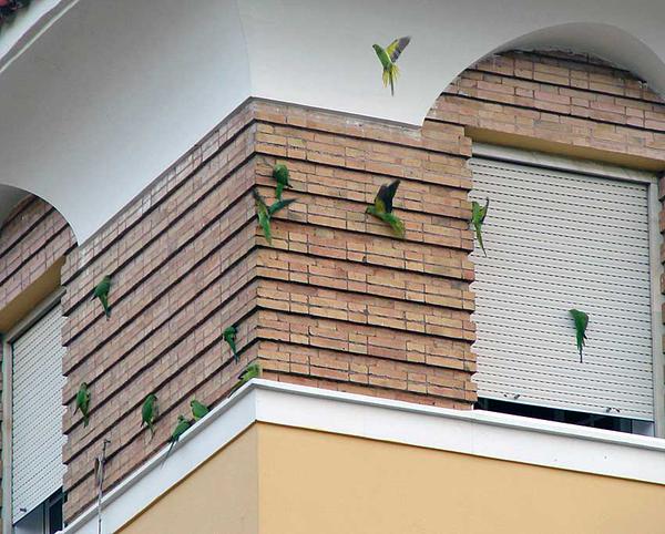 Las cotorras invasoras