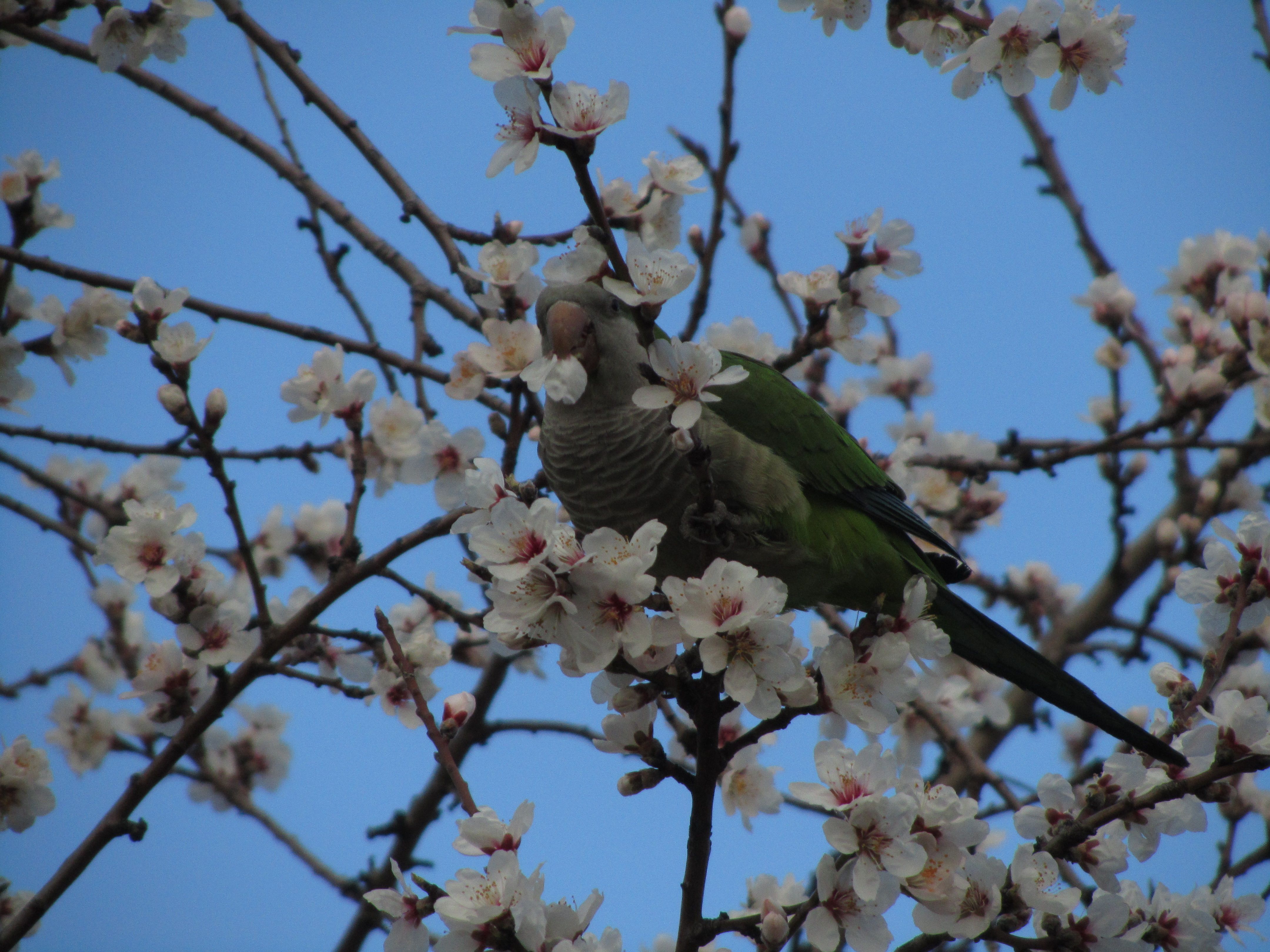 Cotorra en el almendro