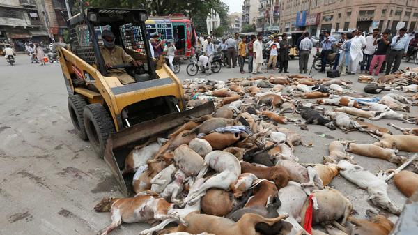 700 perros vagabundos son envenenados en Pakistán