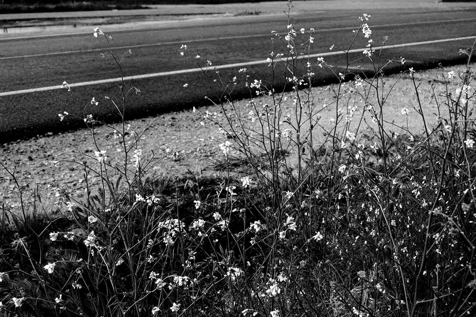Las flores nacen en las cunetas de los cadávares.