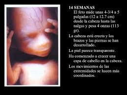 El feto humano a las 14 semanas