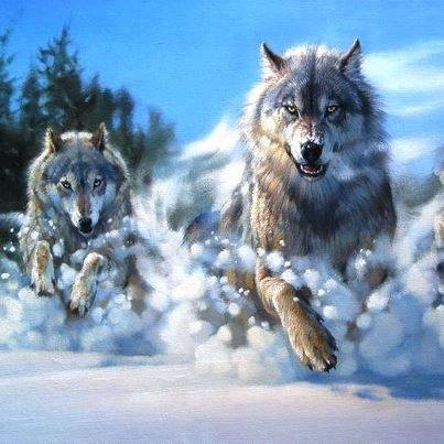 LOBO SOLITARIO