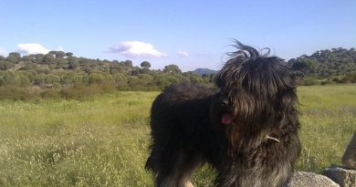 (I) La insoportable vecindad de los podemitas y la política corrección impuesta por Decreto Ley (I) La insoportable vecindad de los podemitas y la política corrección impuesta por Decreto Ley