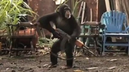 chimpancé con una Ak-47