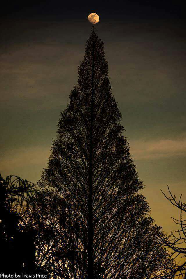 arbol con luna llena