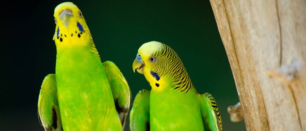 El periquito. Un pájaro fiel a su pareja de por vida