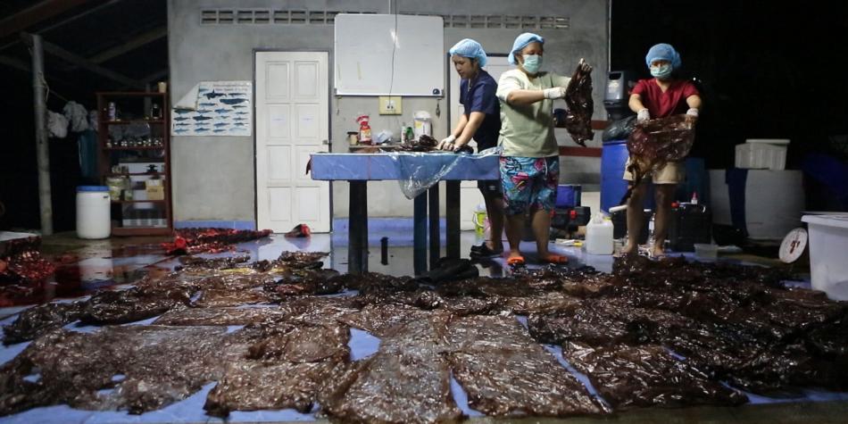 El suceso ocurrió en Tailandia, donde el cetáceo expulsó cinco bolsas entre espasmos antes de morir