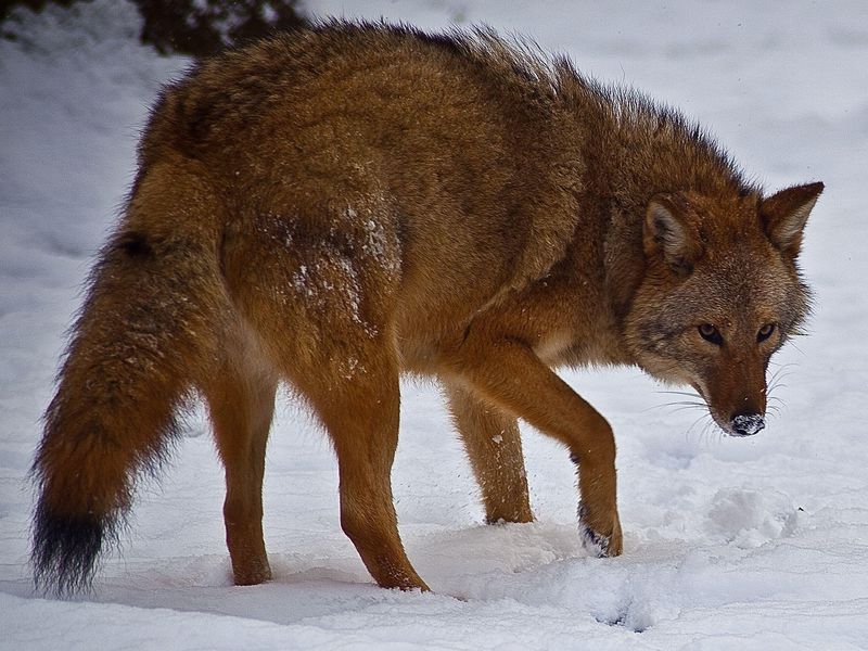 El coyolobo