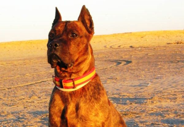 Miles de españoles salen en defensa de Curro, el perro que será sacrificado por defender su casa de un ladrón