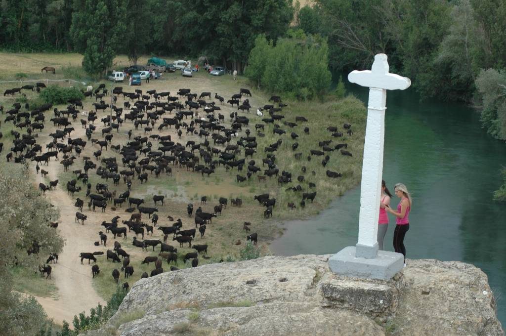 Alicia Chico y la trashumancia de bravo