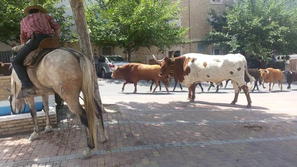 Trashumancia de la Ganadería de Lidia Antonio Fernández