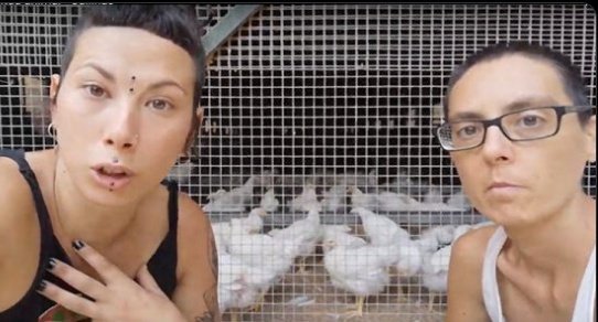 Estas dos Almas Veganas separan a los gallos de las gallinas, porque según ellas los gallos violan a las gallinas.
