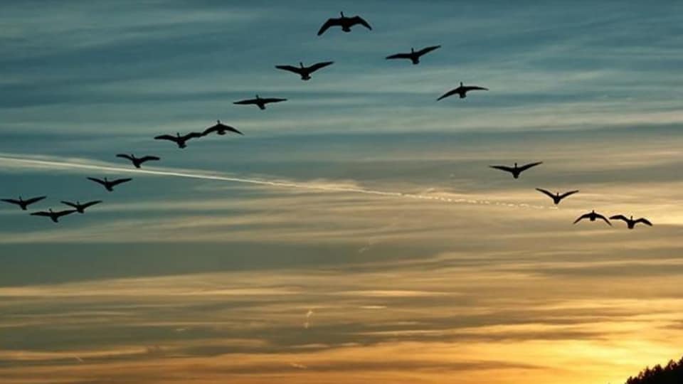Las Grullas que se van me avisan de la tempestad que viene. Fotografía del autor José Crespo