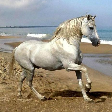 El caballo, los caballeros y la Devotio Iberica