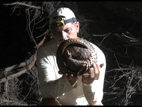 Las Crónicas de Frank Cuesta sobre el pangolín nos conducen al coronavirus