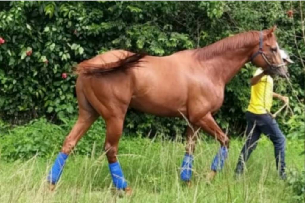 Roban y se comen un purasangre estrella del hipódromo