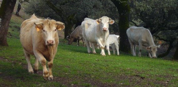 En el campo hay pocas sonrisas, miradas resignadas y sólo cabe la esperanza. Fotografía de Manuel Artero