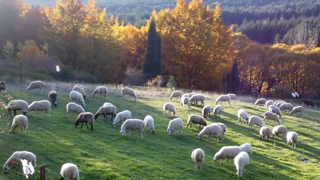 De la hipocresía y demagogia envueltas de ecologismo con el lacito de la eficiencia